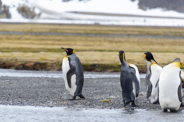 Koningspinguïns in antartica