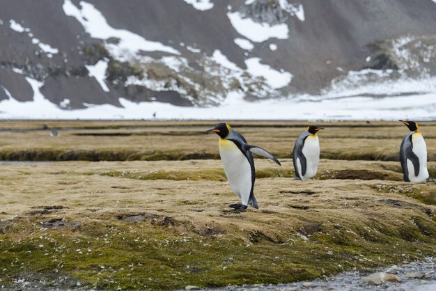 Koningspinguïns in Antartica