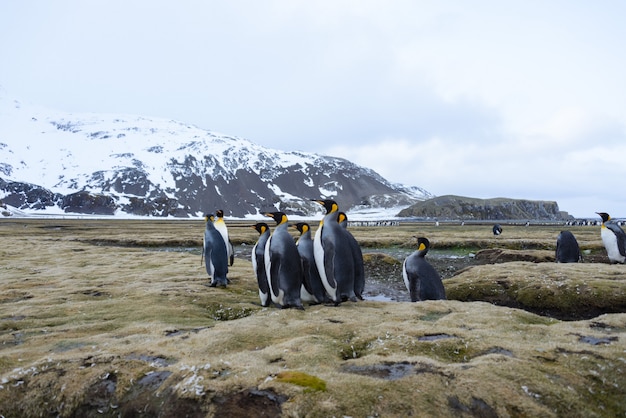 Koningspinguïns in Antartica