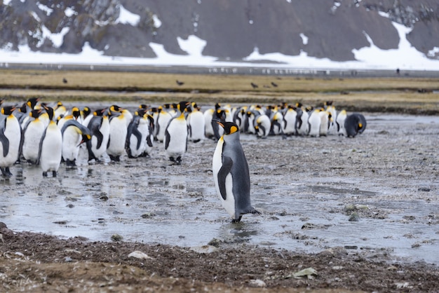 Koningspinguïns in antartica