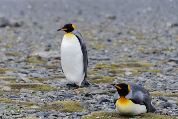 Koningspinguïns in Antartica