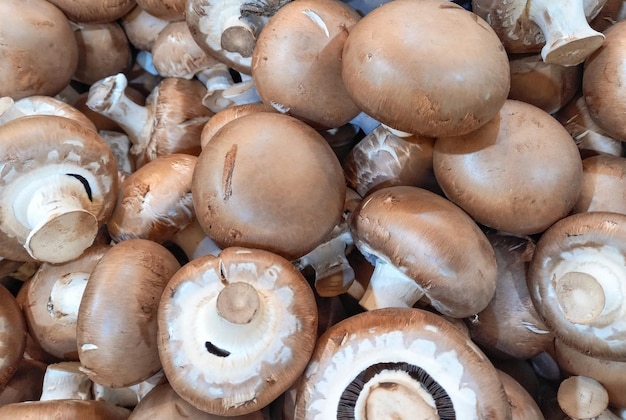 Foto koninklijke champignons van dichtbij