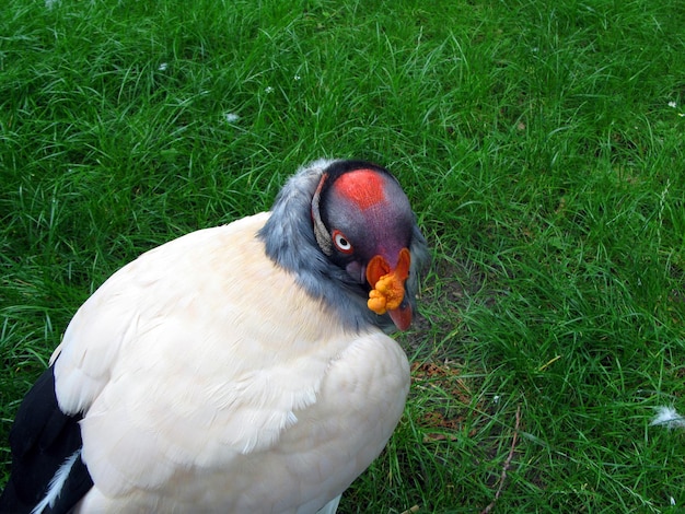 Koninklijke gier close-up. Veelkleurige felgekleurde ongebruikelijke roofvogel Sarcoramphus op groen