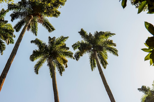 Koninklijke palmboom erg populair in Brazilië