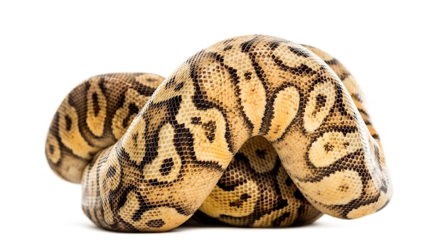 Koninklijke python, python regius, gerold voor een witte achtergrond