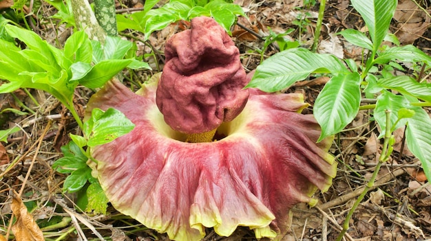 곤약 식물 꽃. 곤약 식물 또는 Amorphophallus konjac