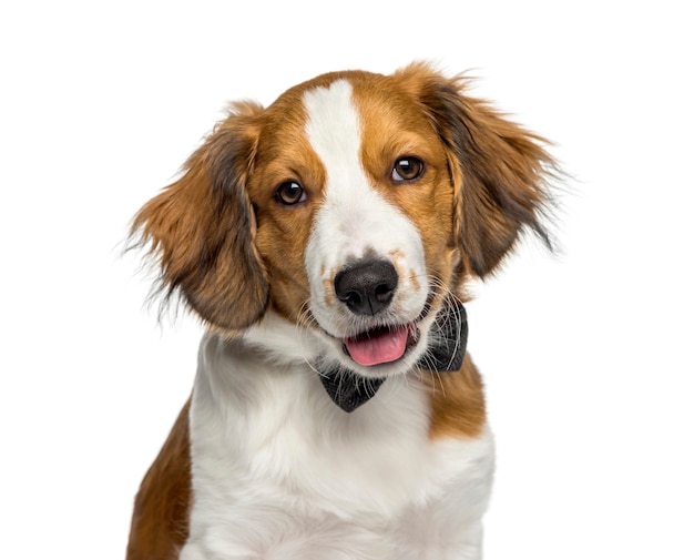 Kooikerhondje, 4 maanden oud, voor witte achtergrond