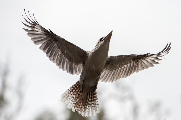 Photo kookaburra australia laughing bird portrait