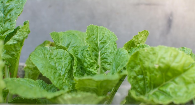 Kool groeien in de tuin