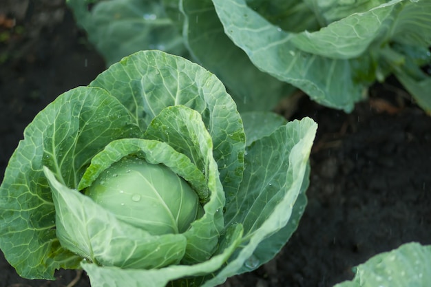 Kool groeit in de tuin