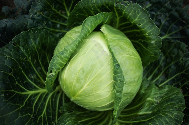 Kool groeit op de moestuin