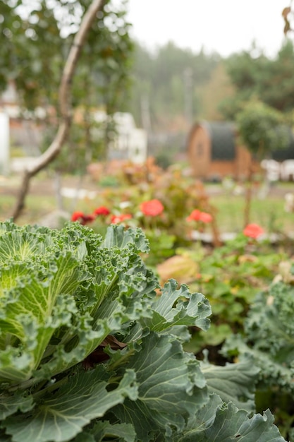 Kool in de tuin met wazige achtergrond Selectieve focus