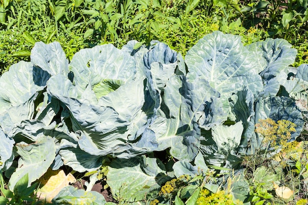 Kool in moestuin in de zomer