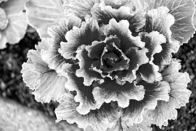 Kool met violette bladeren in reykjavik, ijsland Sierkool in bloei Boerenkoolplant bloeit in de bodem buiten Tuinontwerp en tuinieren