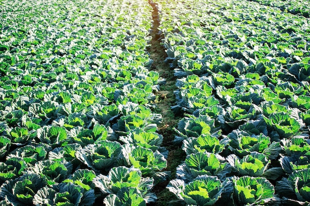 Kool planten in de winter.