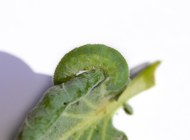 Kool witte vlinder rups op een blad. Pieris rapae