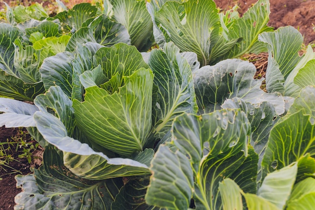 Koolaanplanting in de tuin, op een zonnige dag.