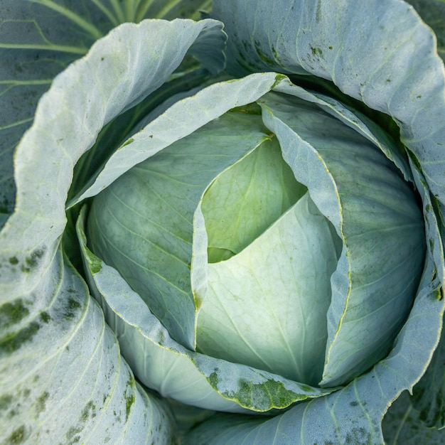 Koolfruit op het bed Uitzicht van bovenaf