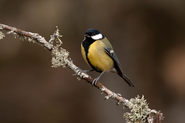 Koolmees op een tak met het laatste licht van de middag, vogels, zangvogel, Parus major