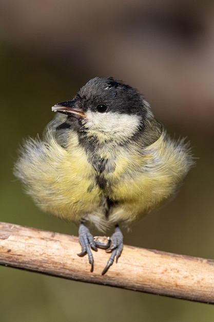 Koolmees parus grote koolmees in de natuurlijke omgeving op een tak