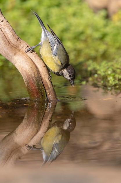 Foto koolmees (parus major) cordoba, spanje