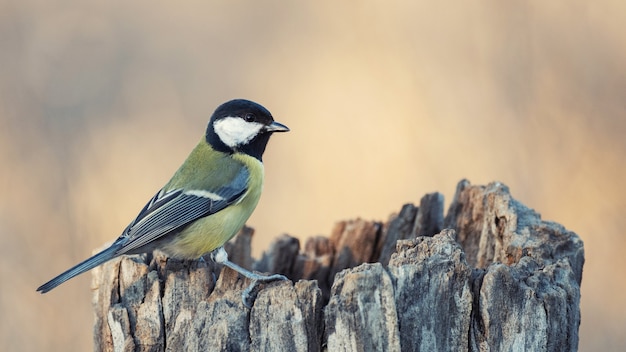 Koolmees parus major in een prachtig licht.