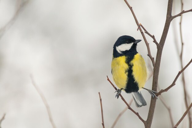 Koolmees Parus major zit op een boomtak in een winterbos..