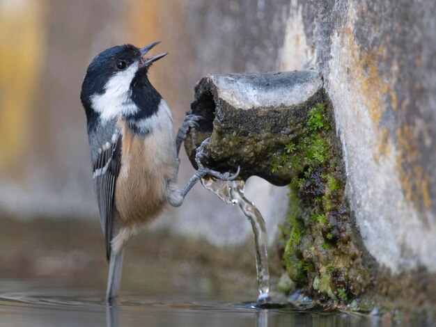 Koolmees Periparus ater Malaga Spanje