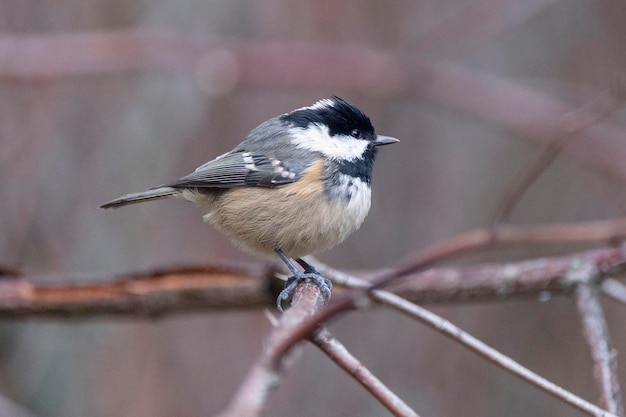 Foto koolmees periparus ater malaga spanje