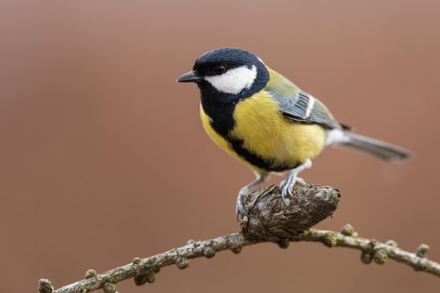 Koolmees zittend op kegel op boom in herfstomgeving