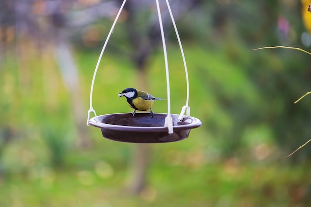 Koolmeesvogel zittend op een zaadblik.