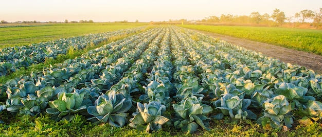 Koolplantages in het zonsonderganglicht. Groeiende biologische groenten. Eco-vriendelijke producten