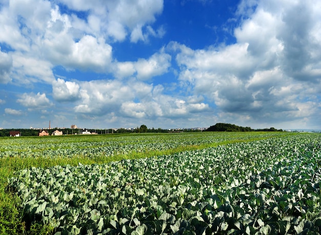 Koolplantages landbouwlandschap met prachtige lucht en wolken