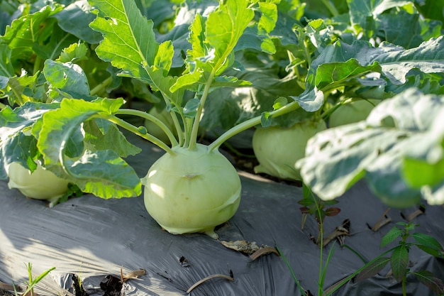 Koolraap kool of raap plant groeit in de tuin