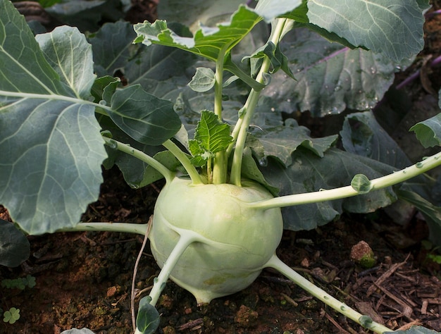 Koolrabi groeit in de tuin.