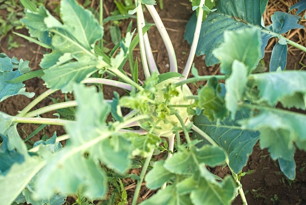 Koolrabi kool groeien in tuin Koolrabi of raap kool in groentebed