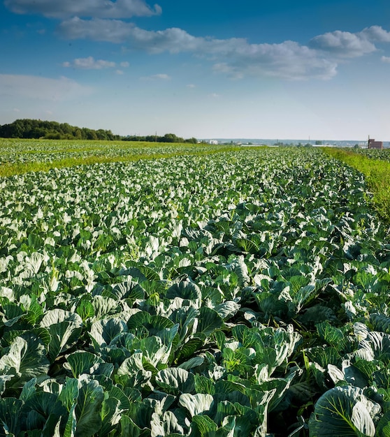 Koolrijen op het landschap van de plantagelandbouw met mooie hemel