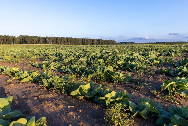 Koolveld waar gewassen worden verbouwd