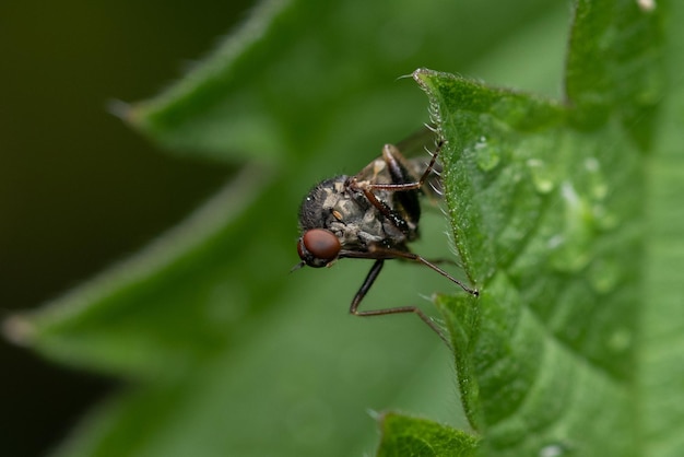 Koolwortelvlieg zat op een nat groen blad