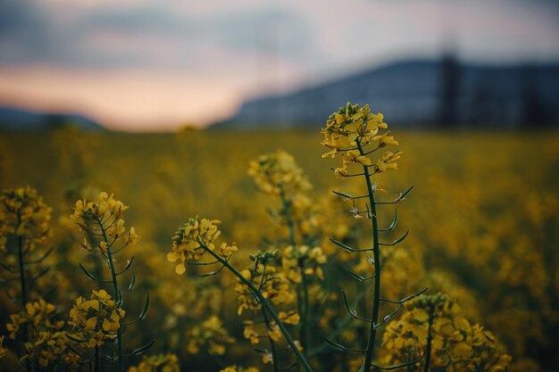 Koolzaad bloemen bij zomer zonsondergang close-up