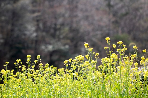 Koolzaad bloemen op het veld bloeit in het voorjaar