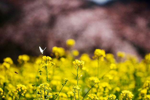 Koolzaad bloemen op het veld bloeit in het voorjaar