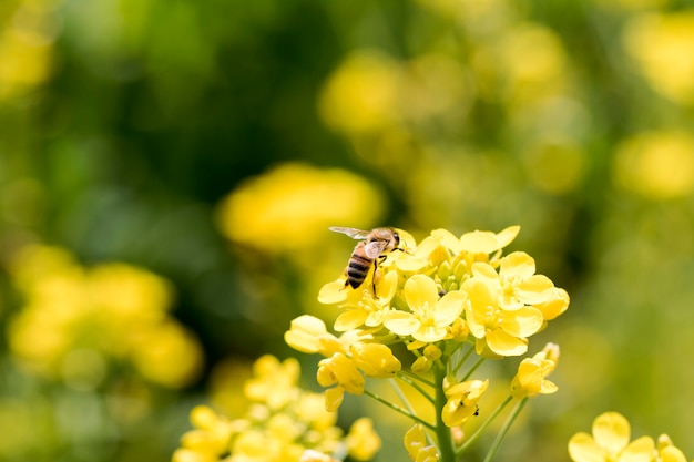 Koolzaad bloemen op het veld bloeit in het voorjaar