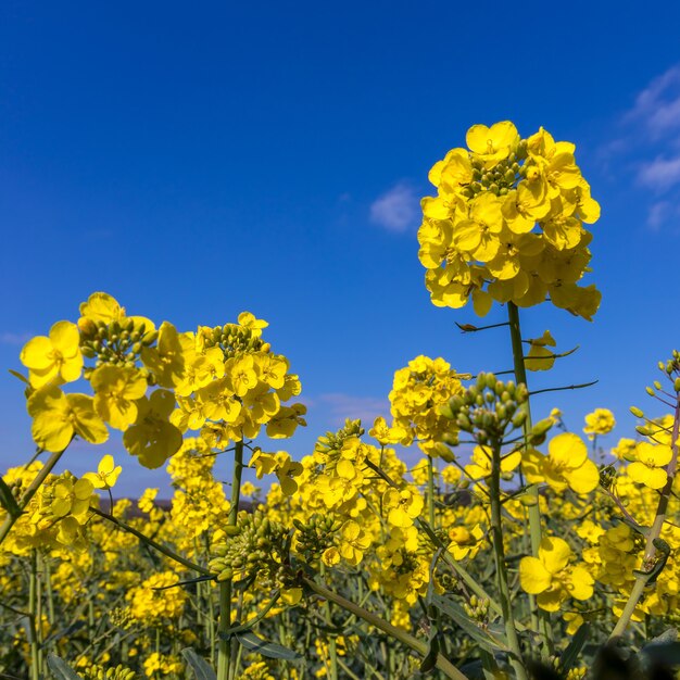 Koolzaad (Brassica napus) bloeit op het platteland van East Sussex in de buurt van Birch Grove