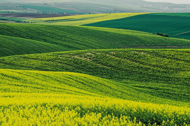 Koolzaad geel groen veld in de lente abstracte natuurlijke eco seizoensgebonden bloemenachtergrond