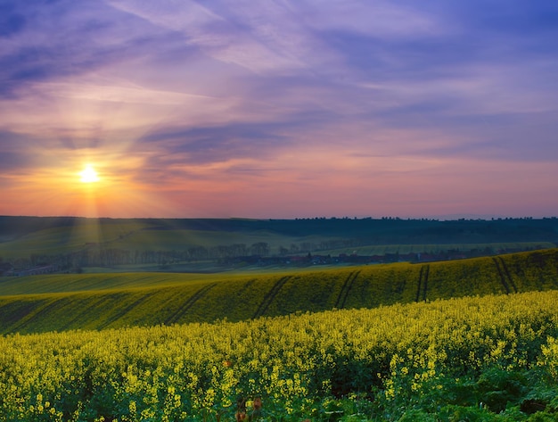 Koolzaad geel veld in het voorjaar bij zonsopgang natuurlijke eco seizoensgebonden bloemenlandschap achtergrond