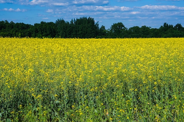 Koolzaad geel veld tegen de blauwe lucht