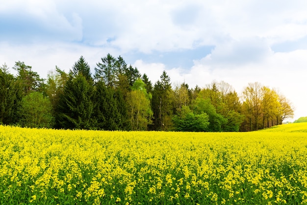 Koolzaad groeit, koolzaad veld, planten met gele bloemen.