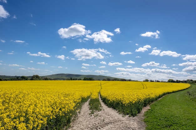 Koolzaad op het platteland van Rolling Sussex