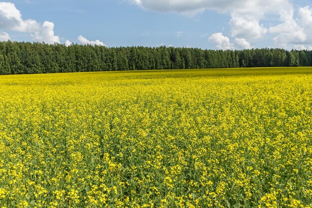 Koolzaad veld. Geel veld koolzaad in bloei